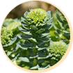 Boswellia Extract